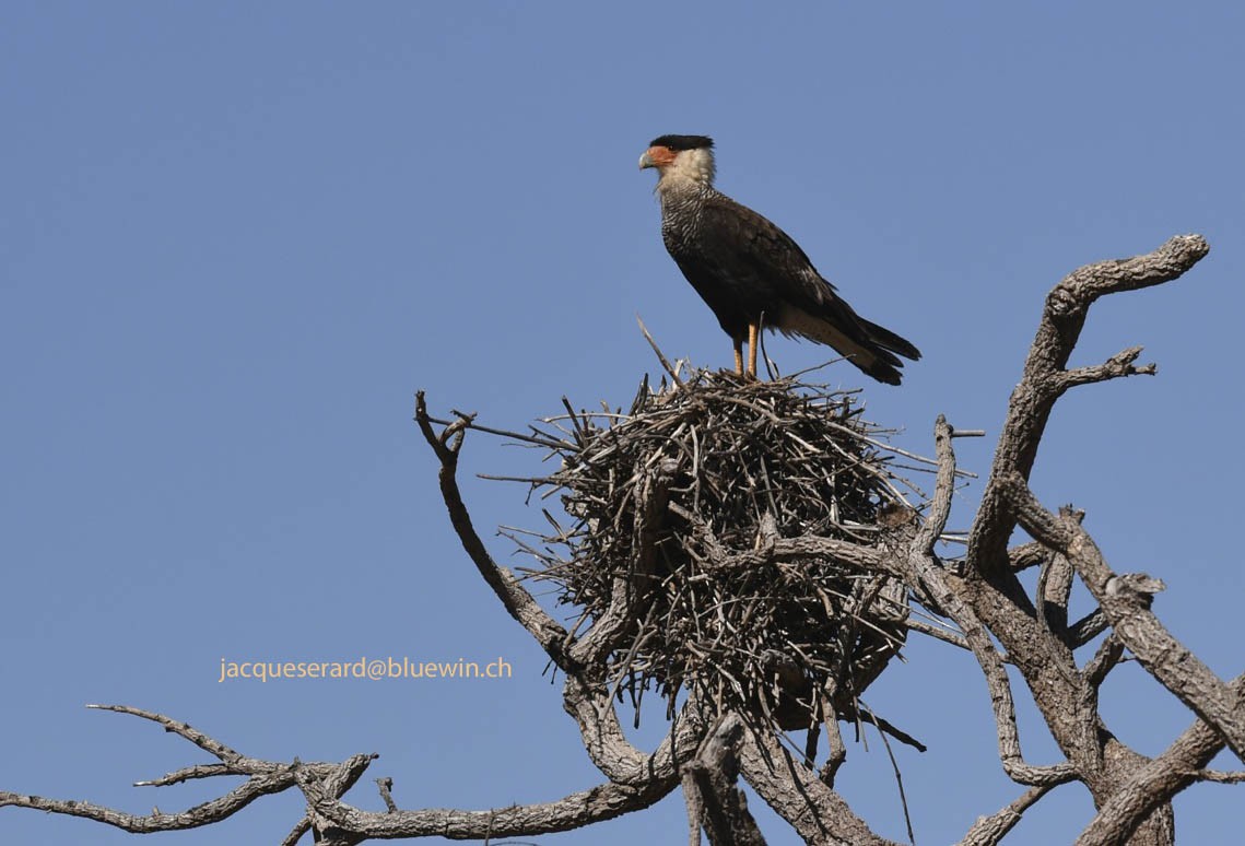 Crested Caracara (Southern) - ML204499791