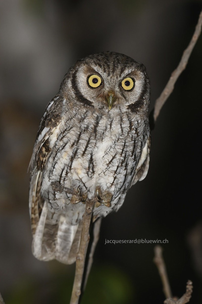 Tropical Screech-Owl - Jacques Erard
