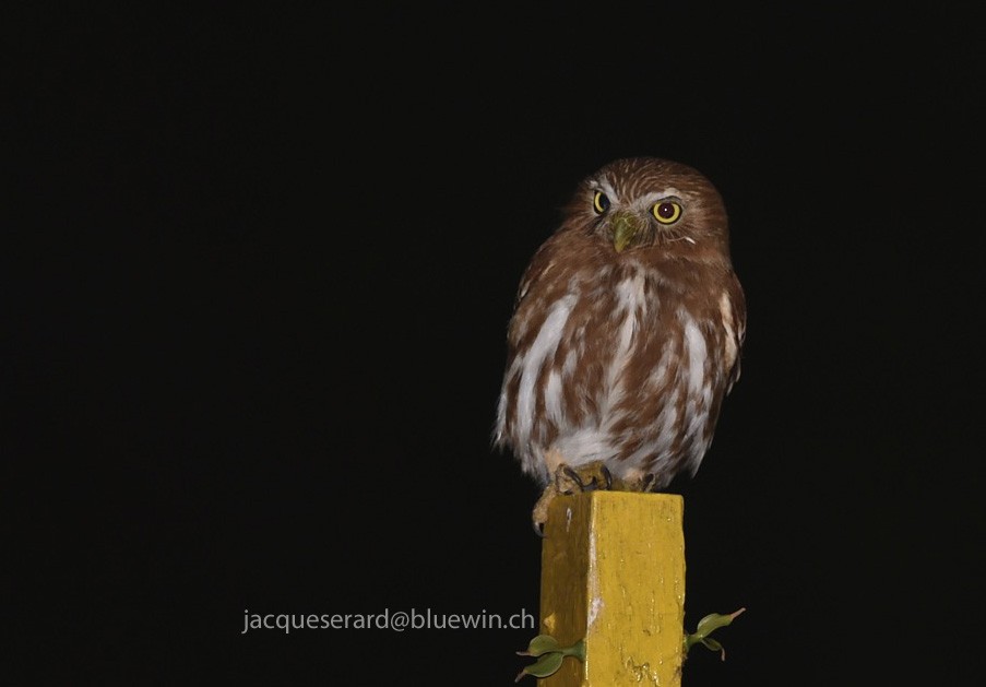 Ferruginous Pygmy-Owl (Ferruginous) - ML204499841