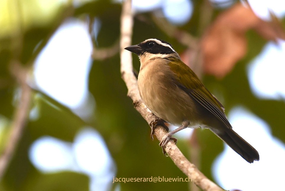 Pectoral Sparrow (Pectoral) - Jacques Erard
