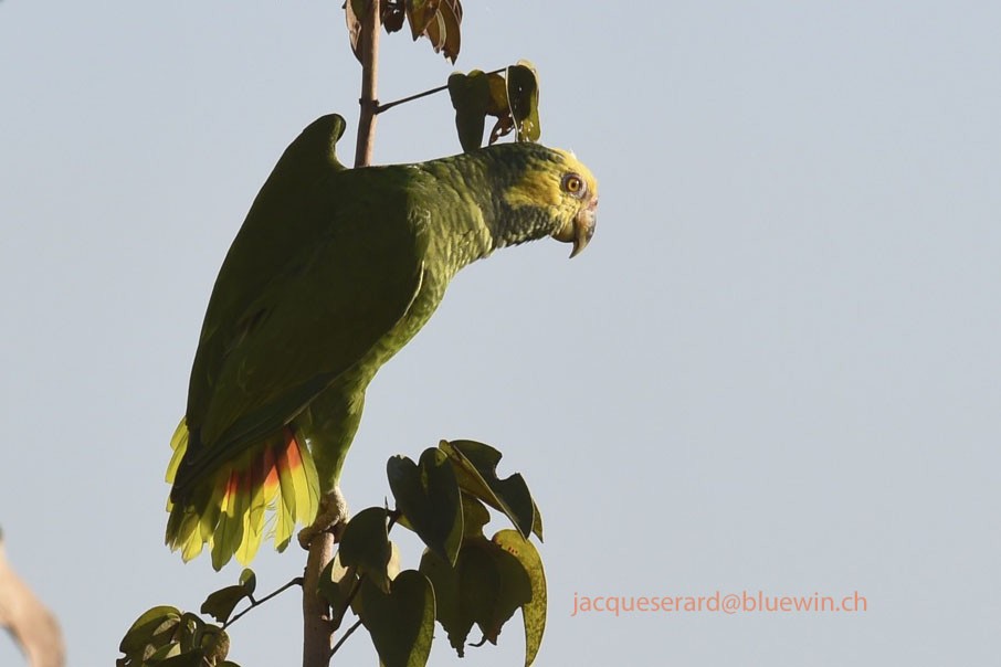 Yellow-faced Parrot - ML204499961