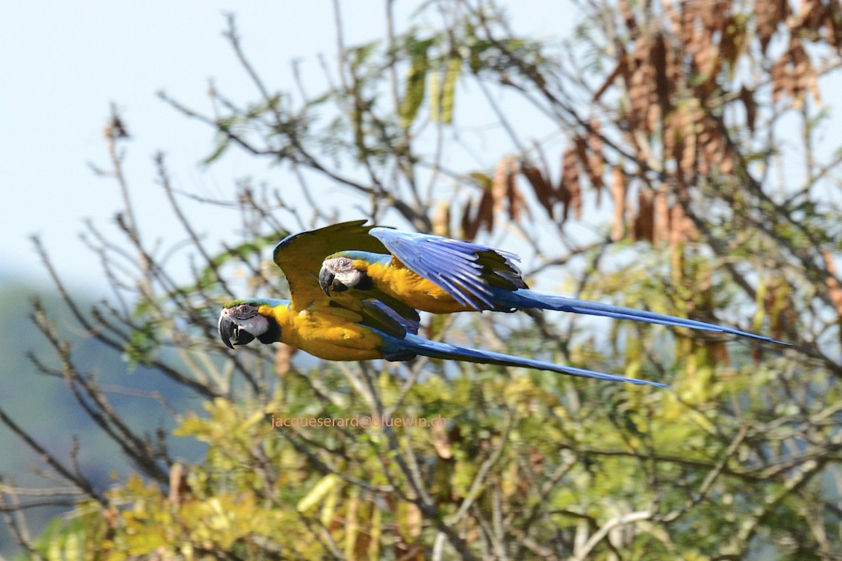 Blue-and-yellow Macaw - Jacques Erard