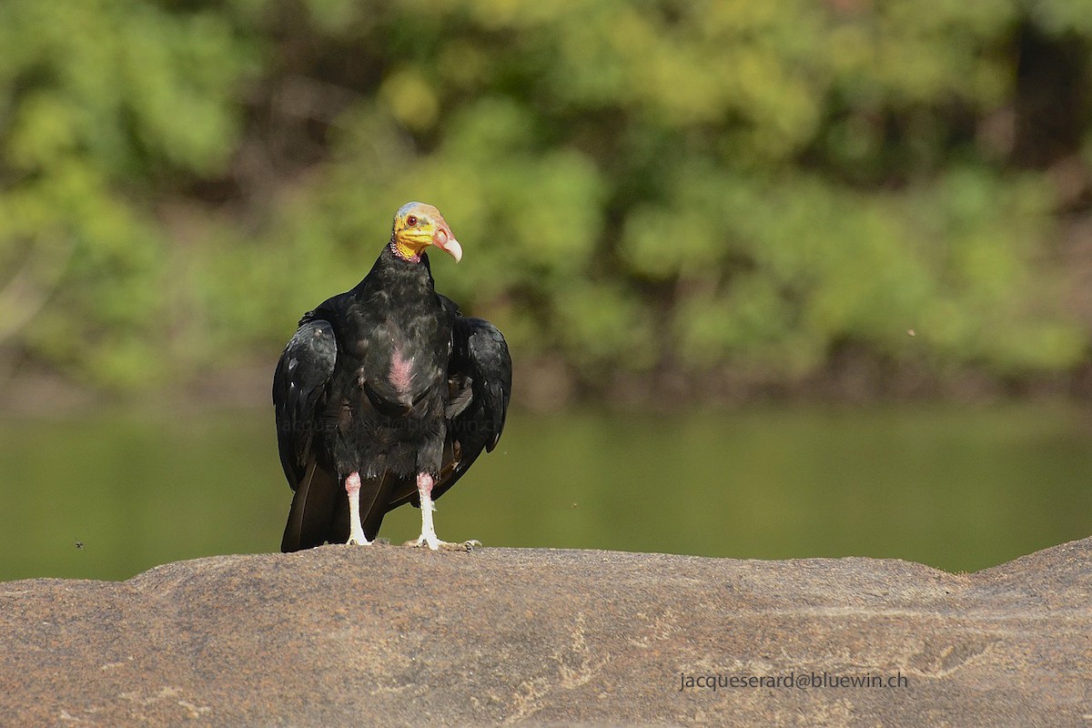 Greater Yellow-headed Vulture - ML204500091