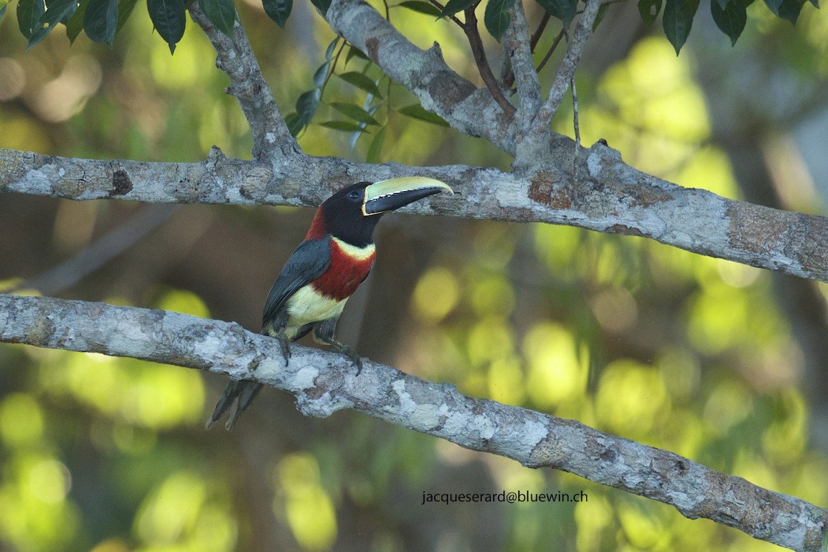 Red-necked Aracari (Western) - Jacques Erard