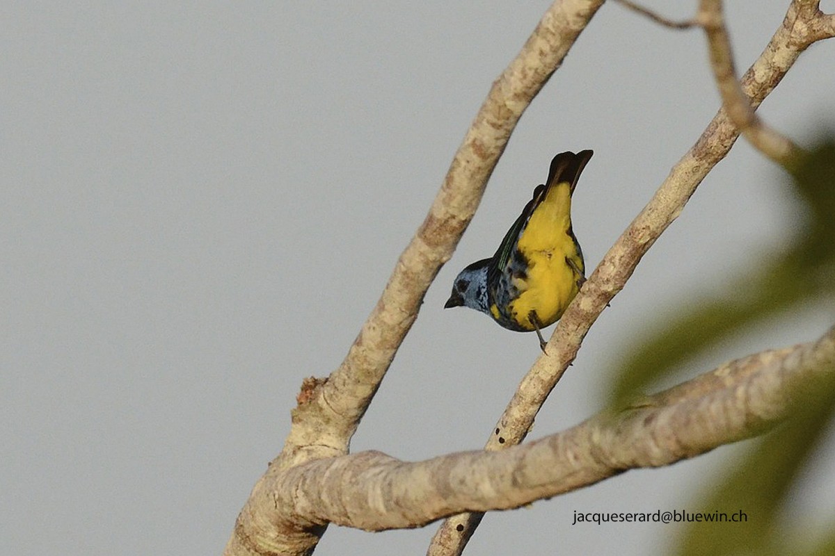 Turquoise Tanager - Jacques Erard