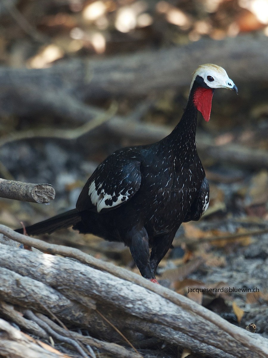 Red-throated Piping-Guan - Jacques Erard