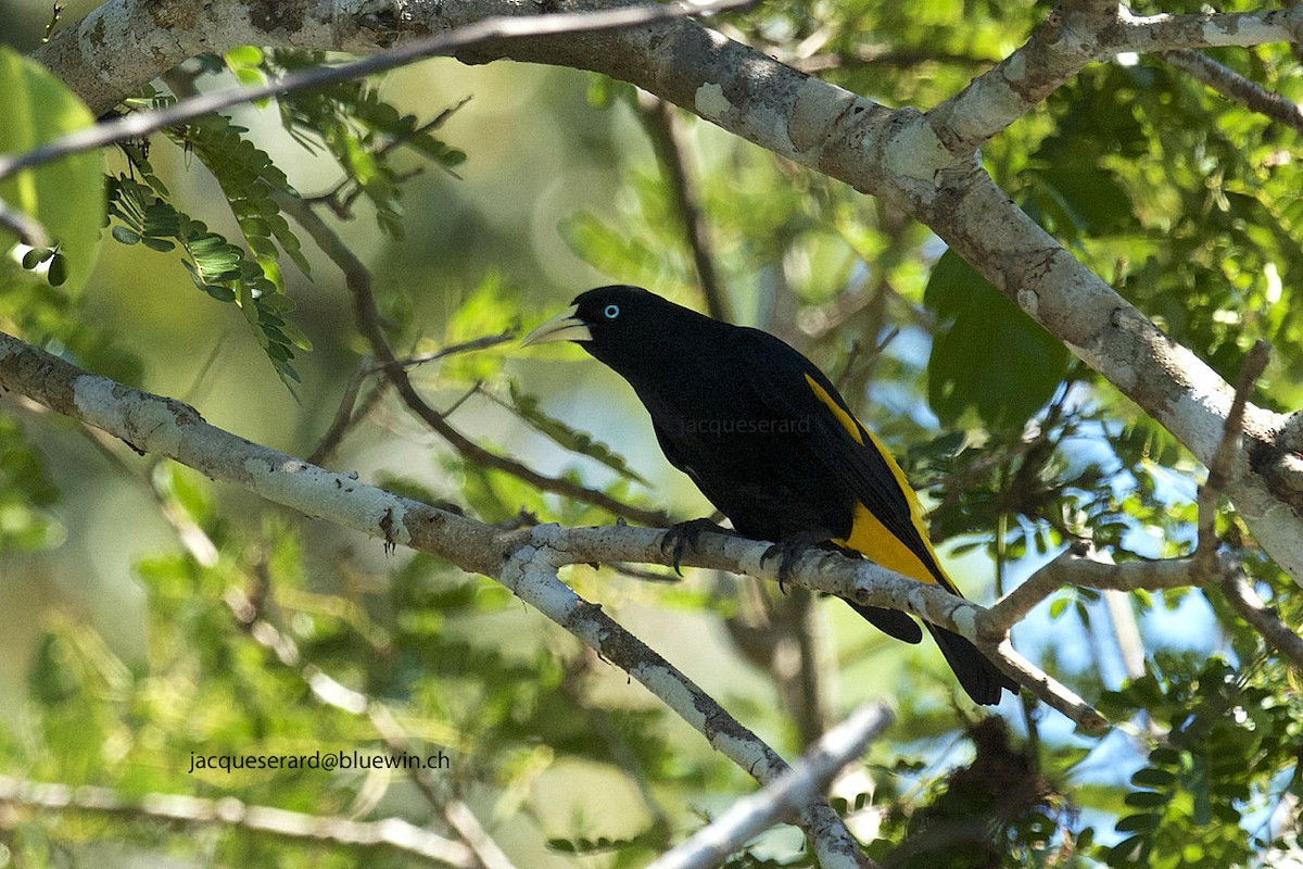 Yellow-rumped Cacique (Amazonian) - ML204500241