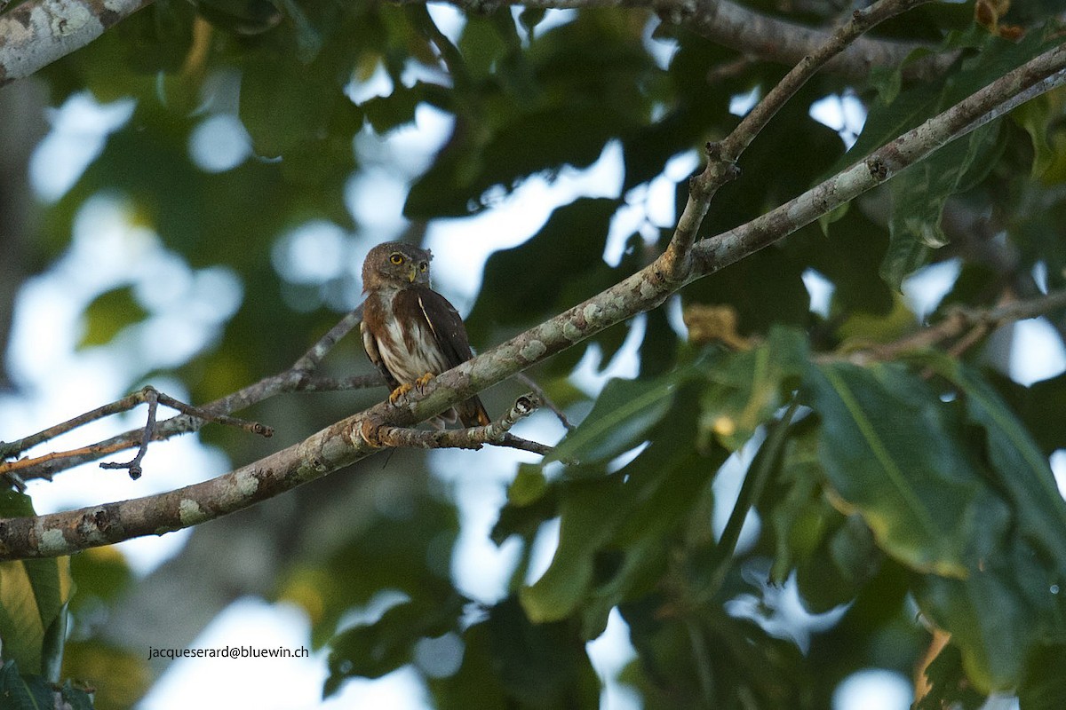 Amazonian Pygmy-Owl - ML204500261