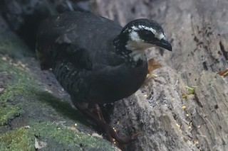 Gray-breasted Partridge, ML204500651