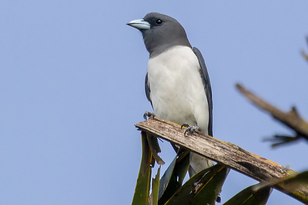 White-breasted Woodswallow - Bent Rønsholdt