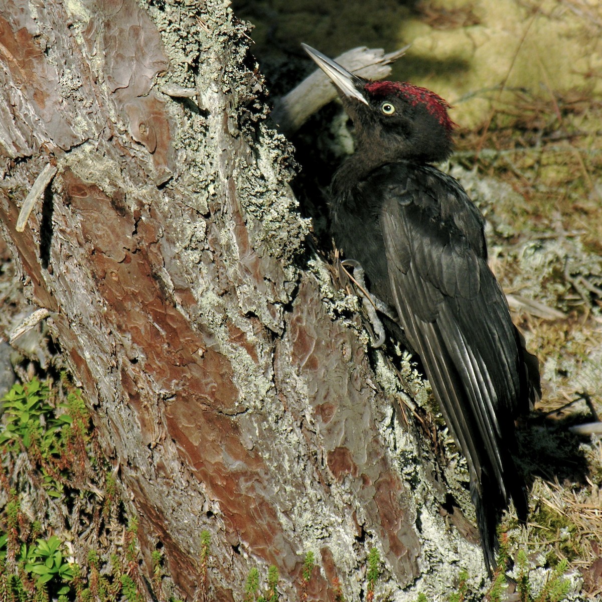 Black Woodpecker - Erkki Lehtovirta