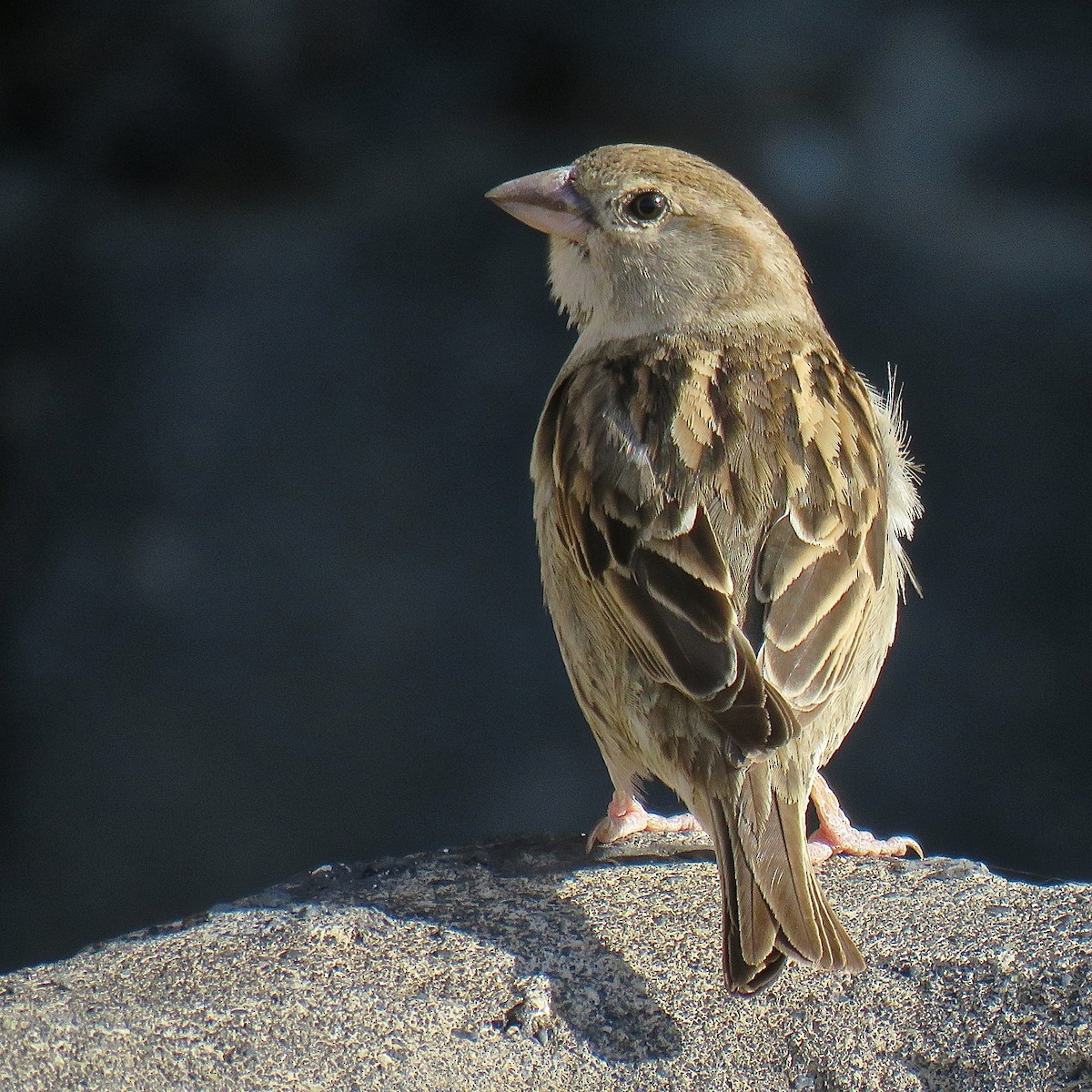 Spanish Sparrow - Erkki Lehtovirta