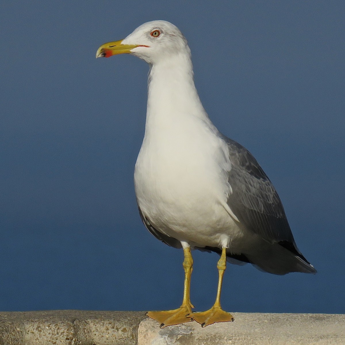 Yellow-legged Gull (michahellis) - Erkki Lehtovirta