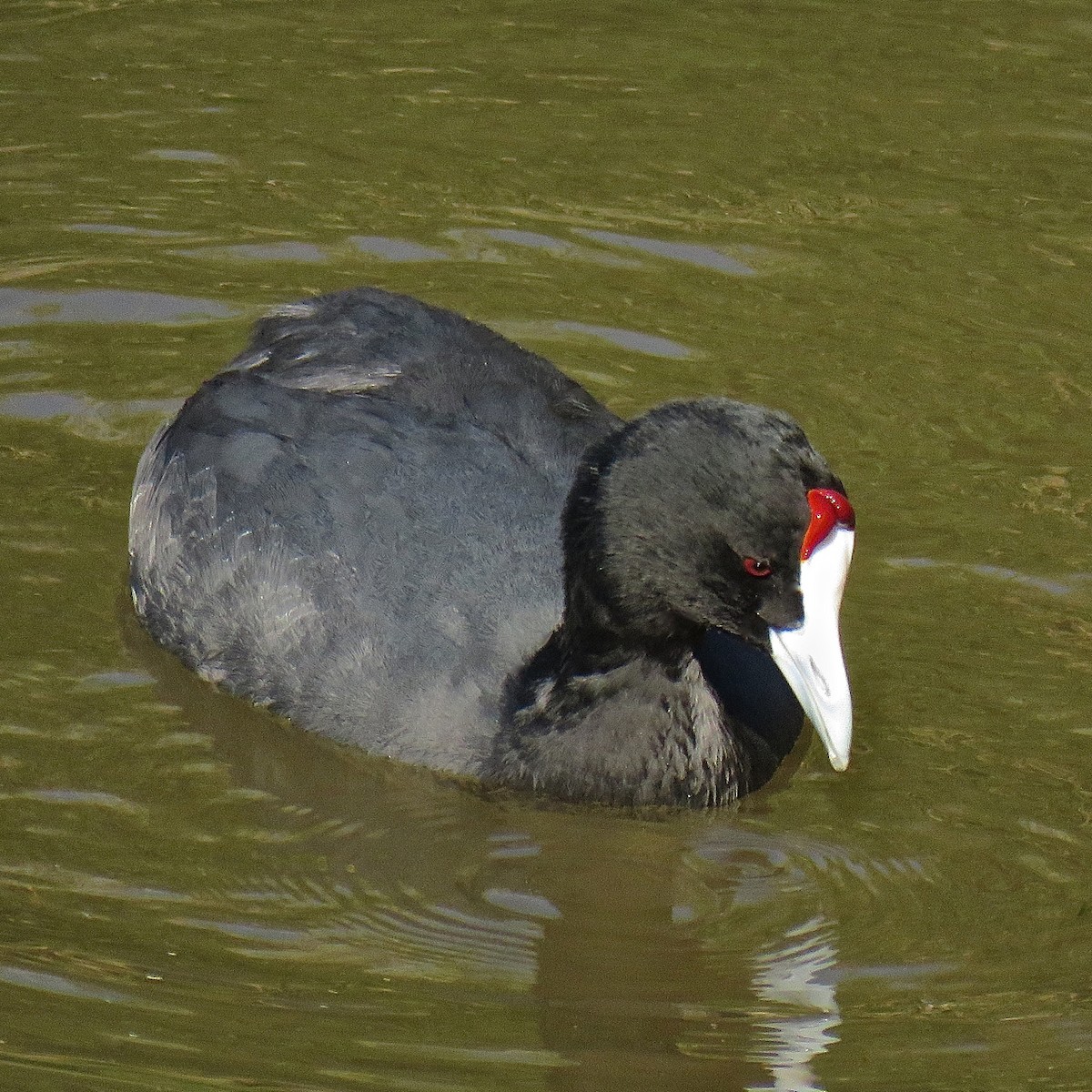 Red-knobbed Coot - ML204501571