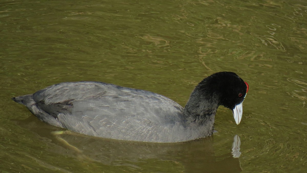 Red-knobbed Coot - ML204501581