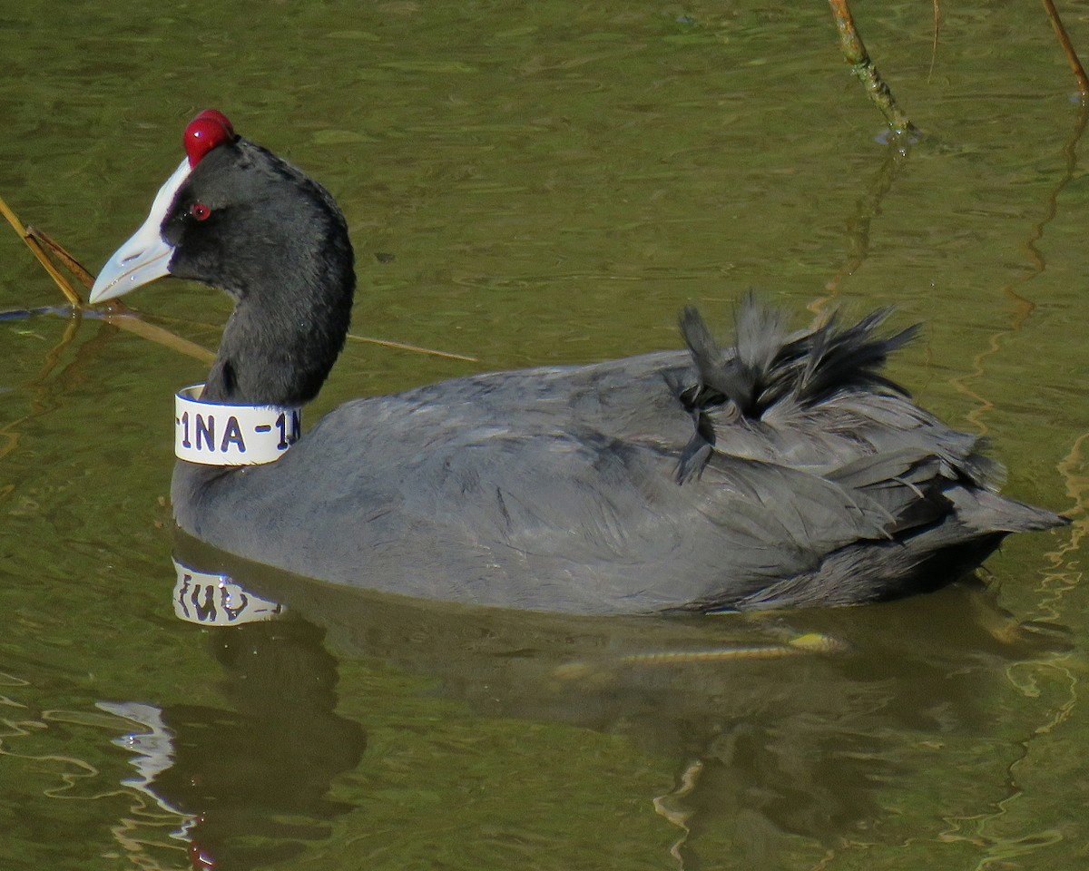 Red-knobbed Coot - ML204501591