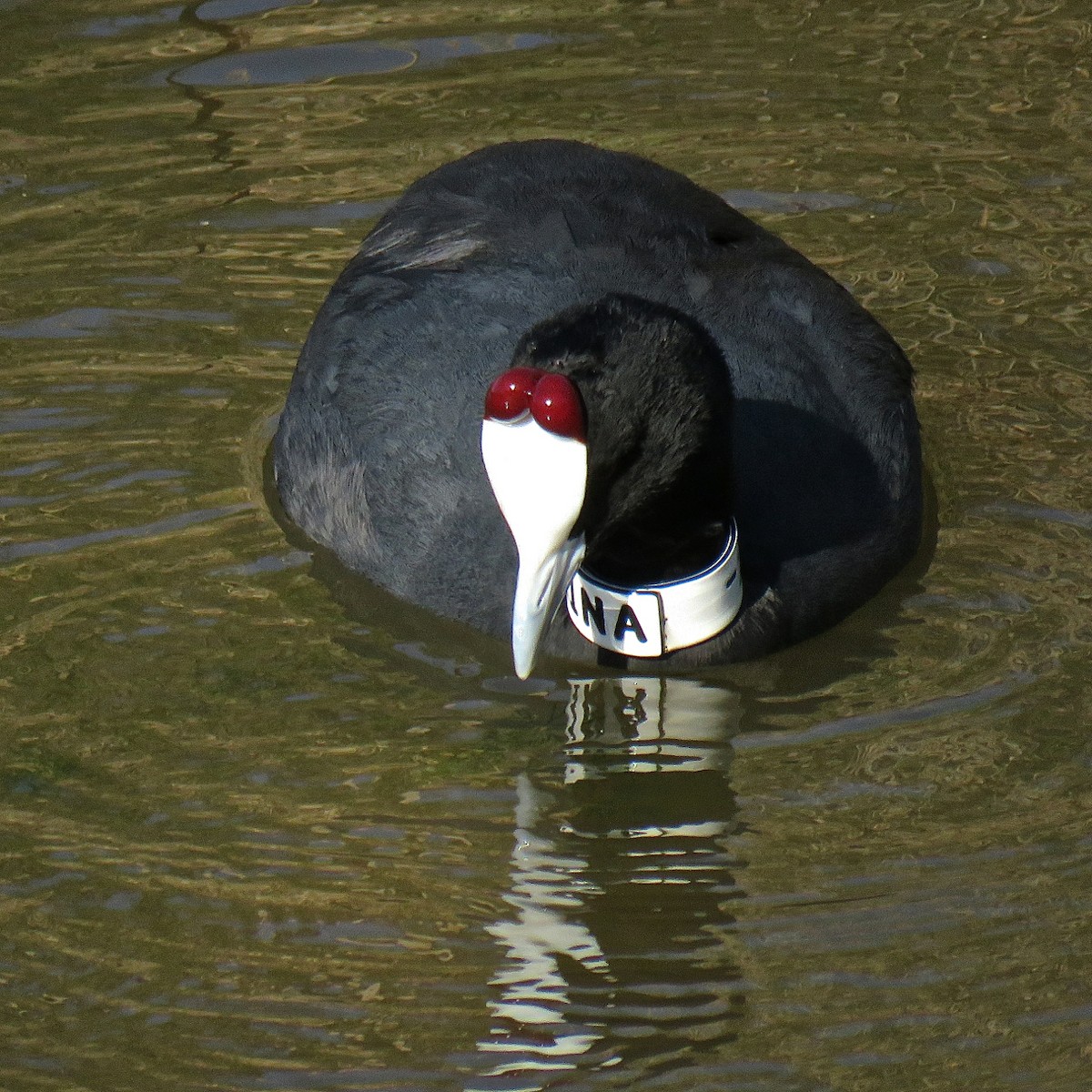 Red-knobbed Coot - ML204501601