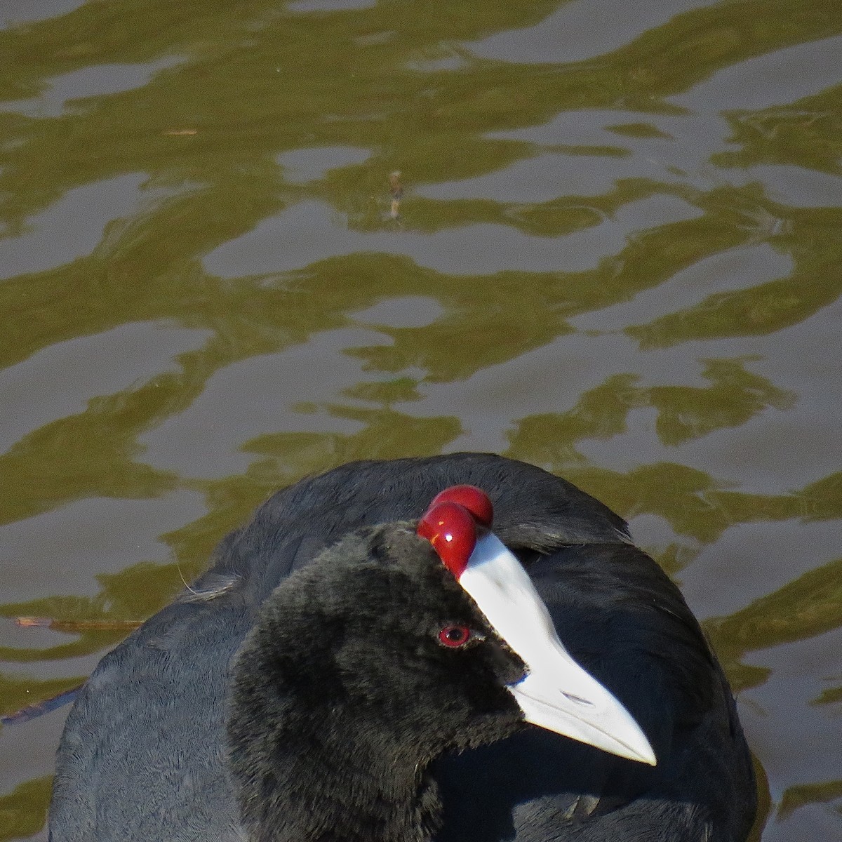Red-knobbed Coot - ML204501611