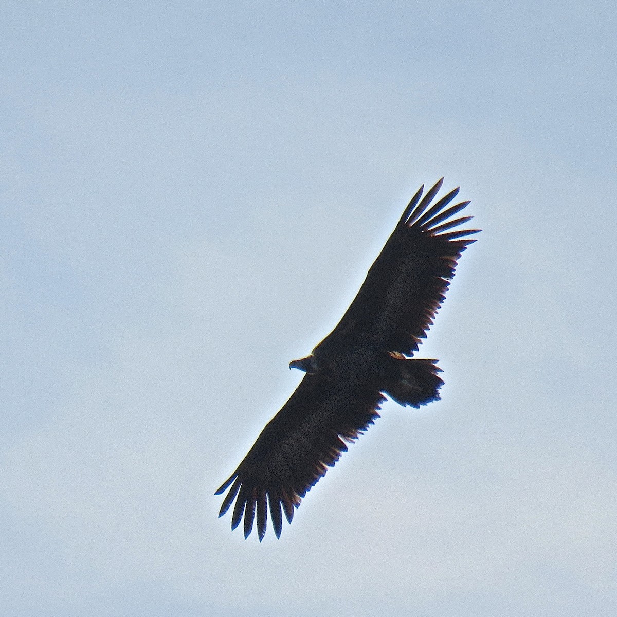Cinereous Vulture - ML204501631