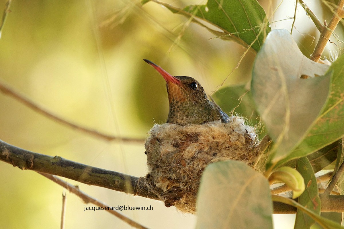 Gilded Hummingbird - ML204501821