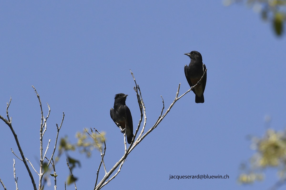 Swallow-winged Puffbird - Jacques Erard