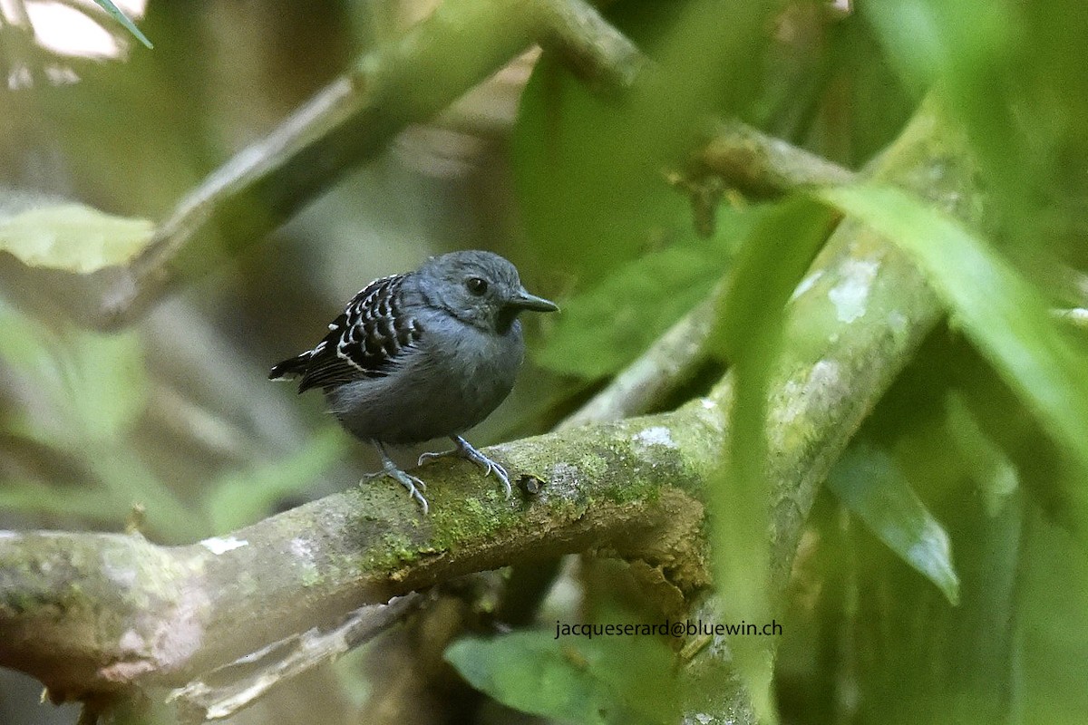 Xingu Scale-backed Antbird (Tapajos) - Jacques Erard