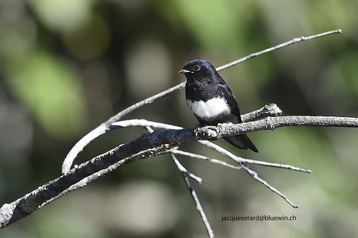 White-banded Swallow - ML204501931