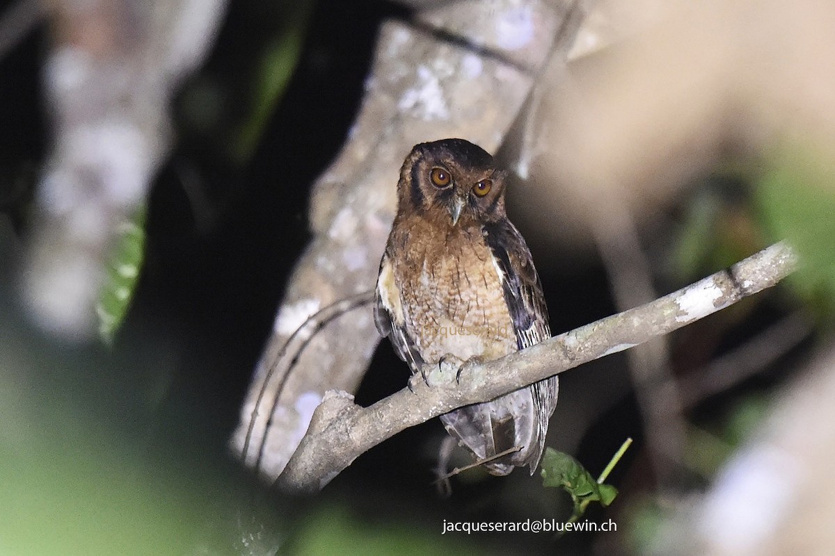 Tawny-bellied Screech-Owl - Jacques Erard
