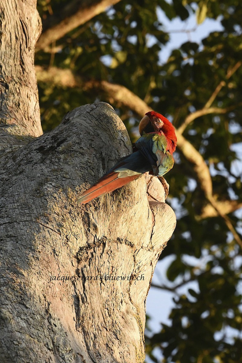 Red-and-green Macaw - Jacques Erard