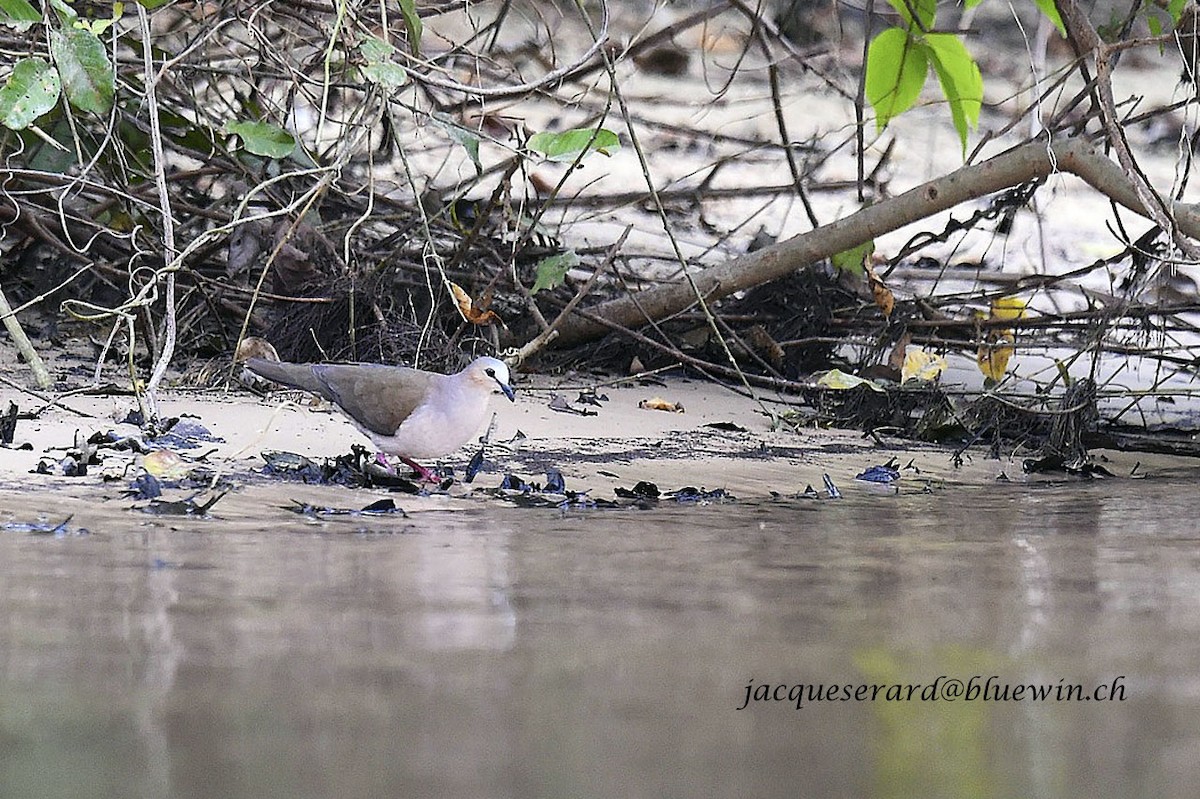 Gray-fronted Dove - Jacques Erard