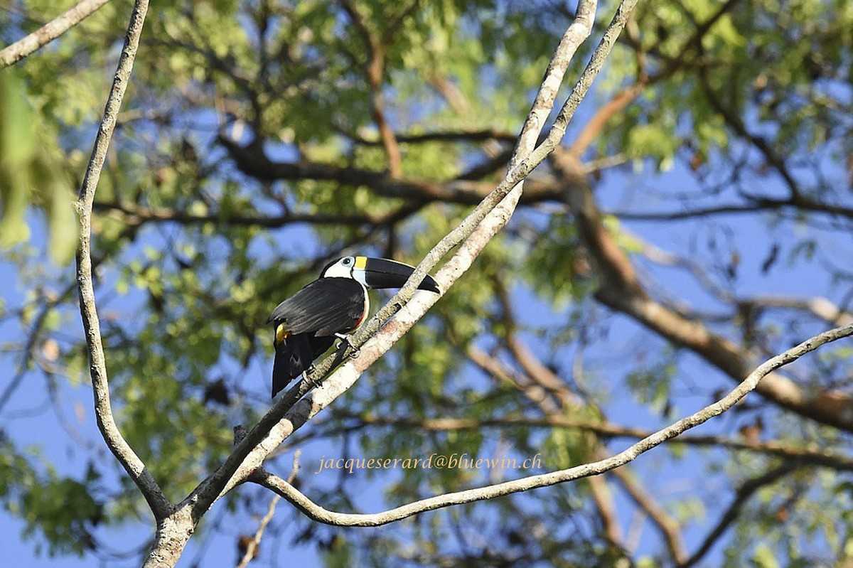 Channel-billed Toucan (Yellow-ridged) - Jacques Erard