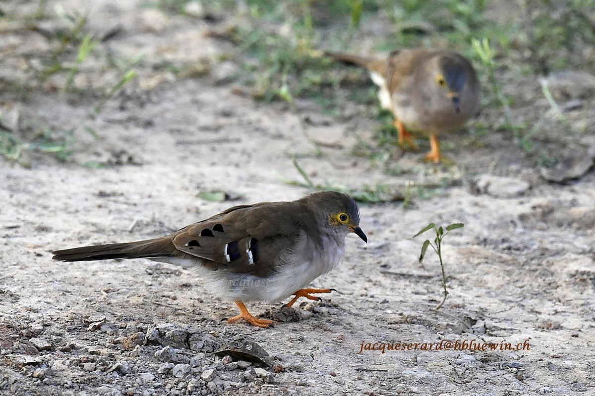 Long-tailed Ground Dove - Jacques Erard