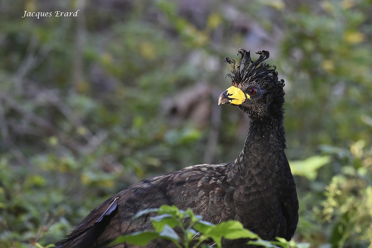 Bare-faced Curassow (Bare-faced) - Jacques Erard