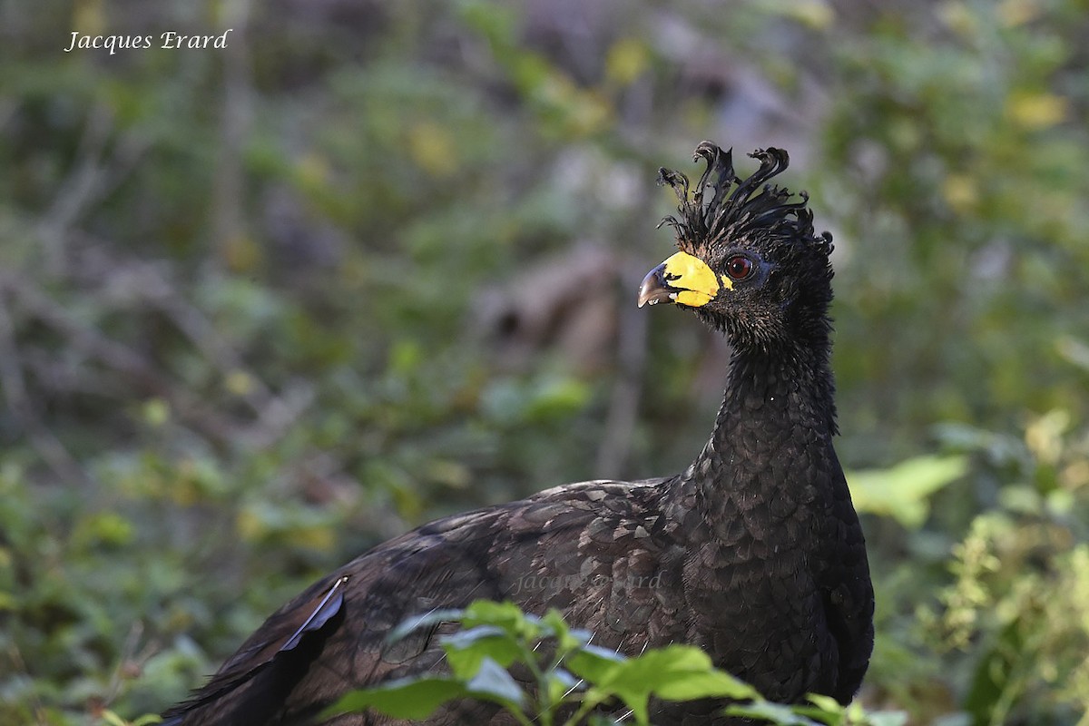 hoko žlutozobý (ssp. fasciolata/grayi) - ML204502291