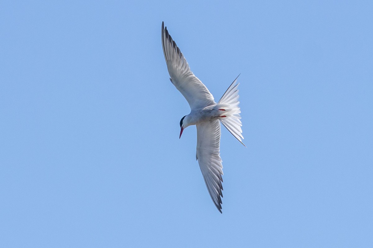 Common Tern - Bent Rønsholdt