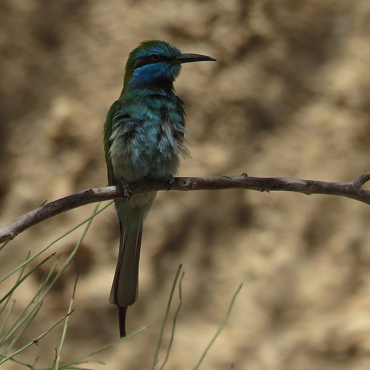Arabian Green Bee-eater - Erkki Lehtovirta
