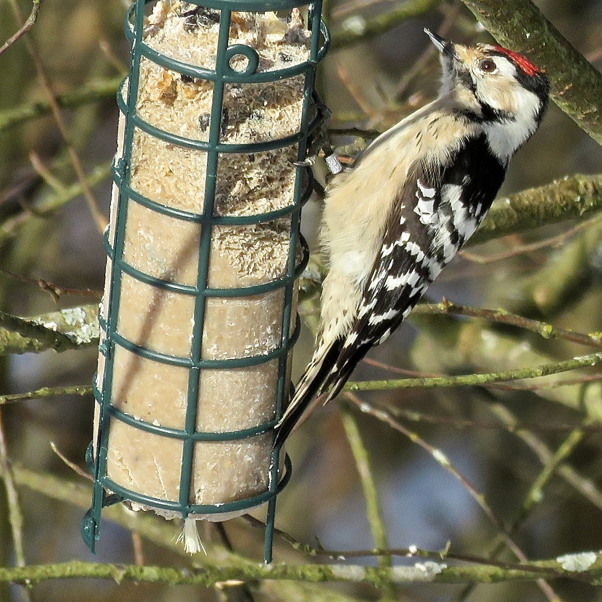 Lesser Spotted Woodpecker - ML204503231