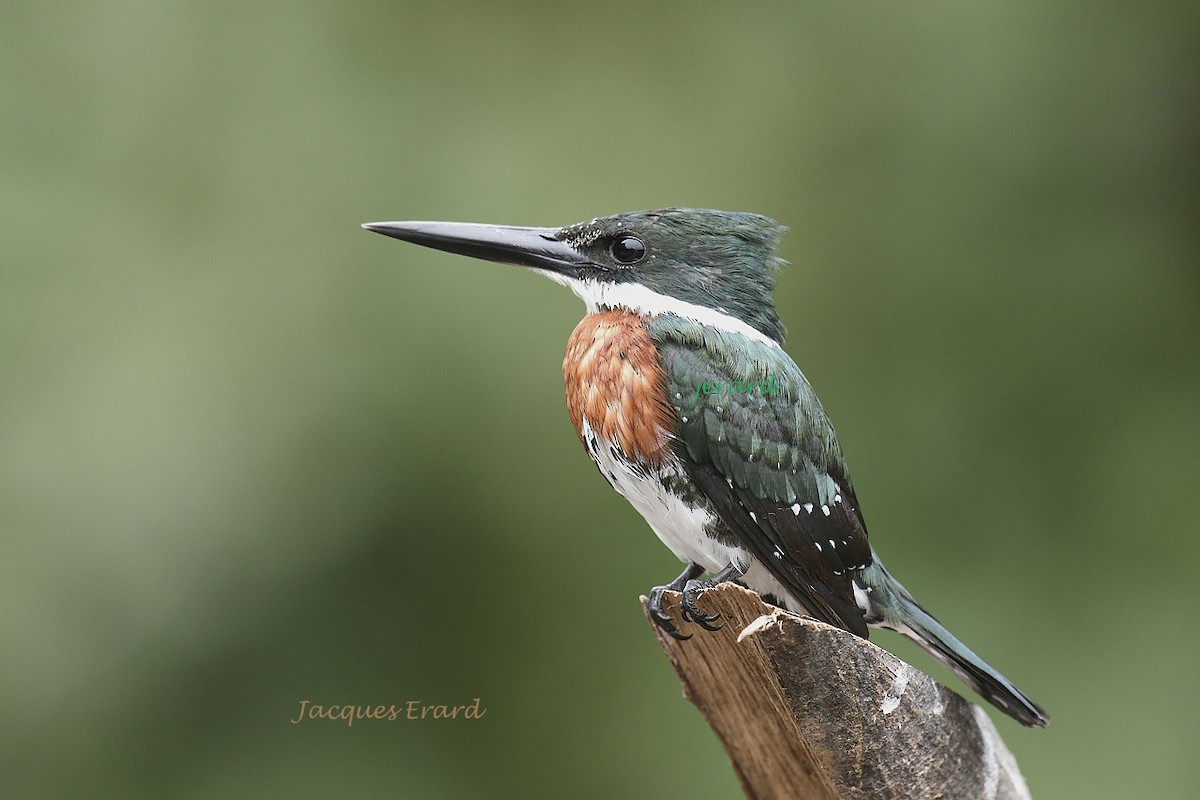 Green Kingfisher - Jacques Erard