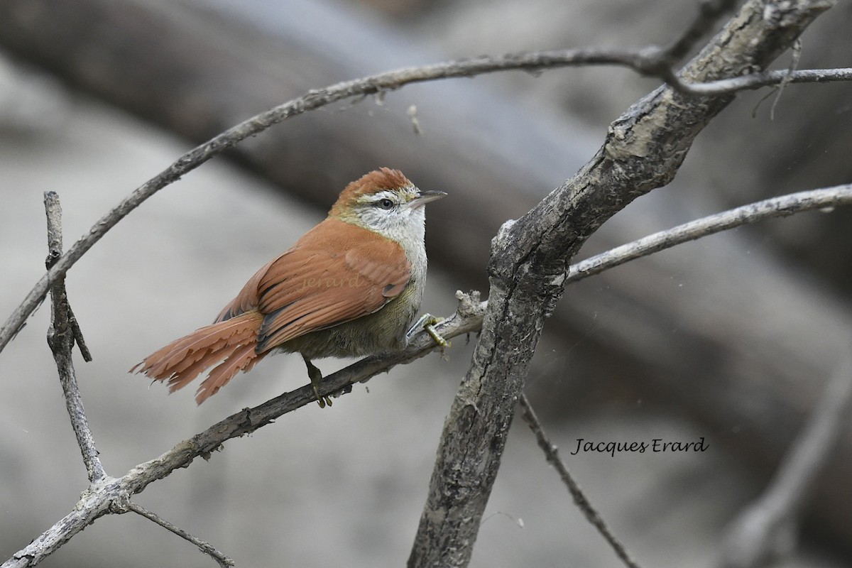Rusty-backed Spinetail - Jacques Erard