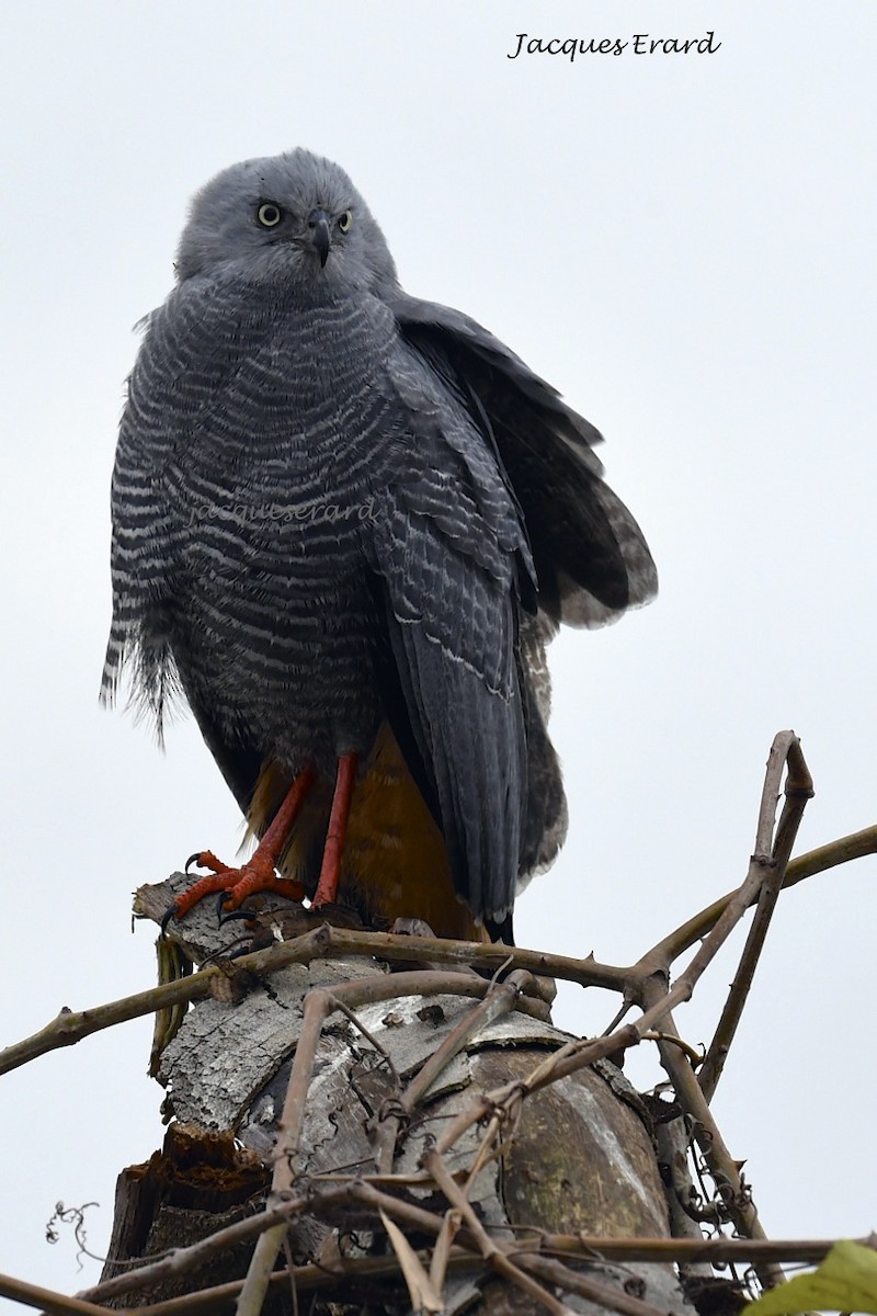 Crane Hawk (Banded) - Jacques Erard