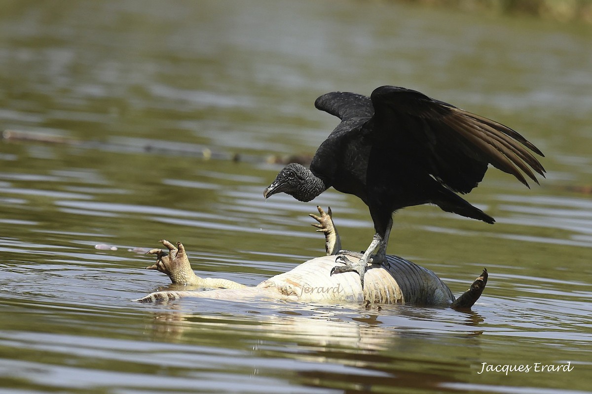 Black Vulture - Jacques Erard