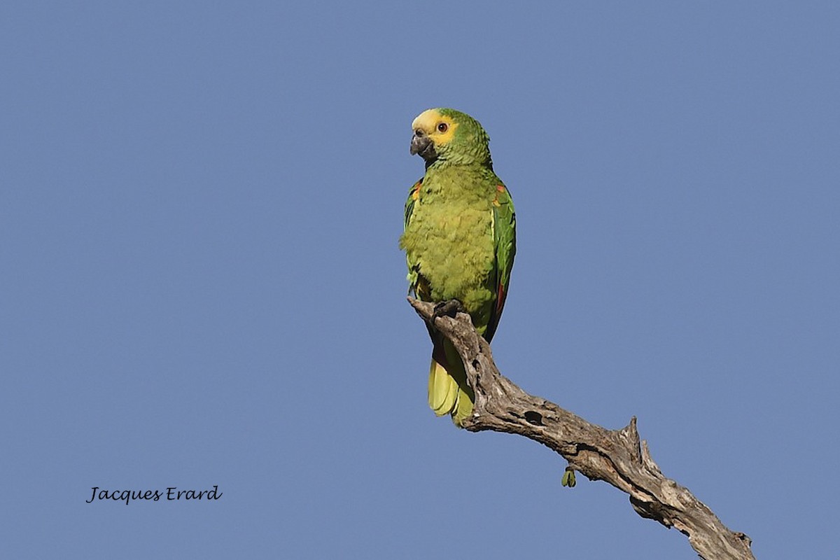 Yellow-crowned Parrot - ML204504211