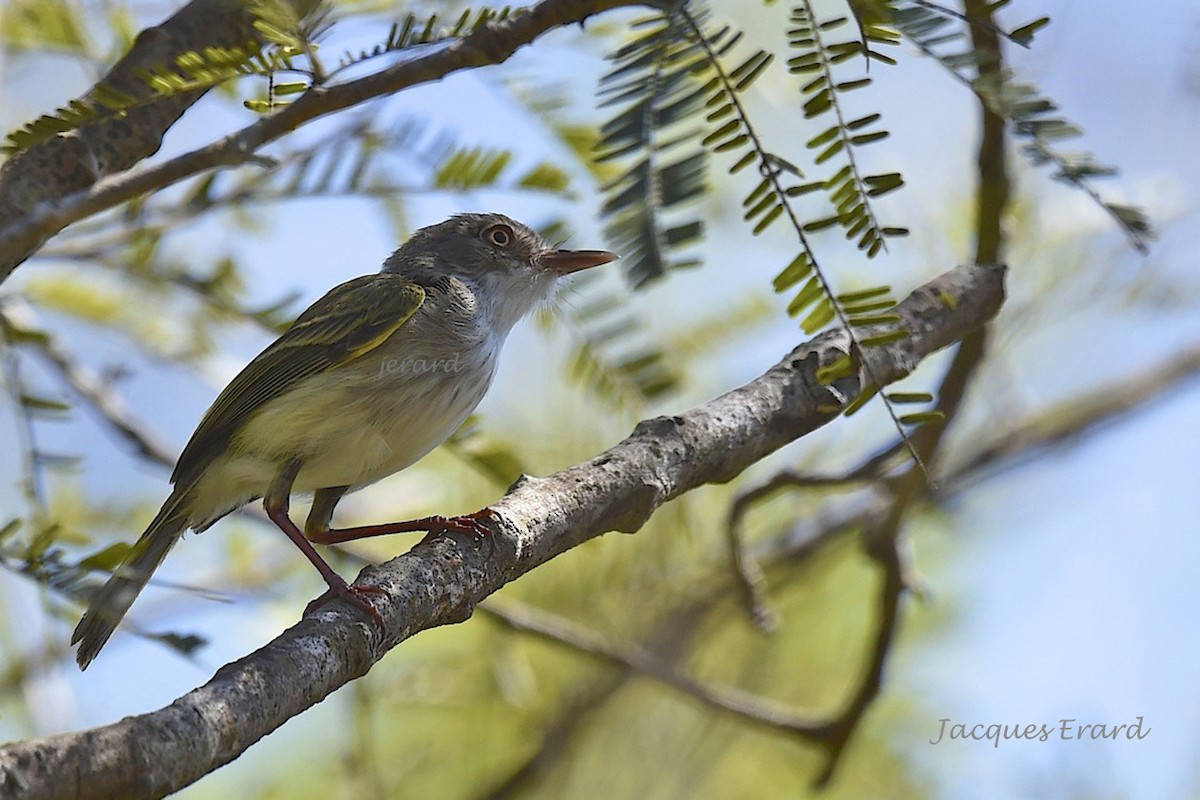 Pearly-vented Tody-Tyrant - ML204504251