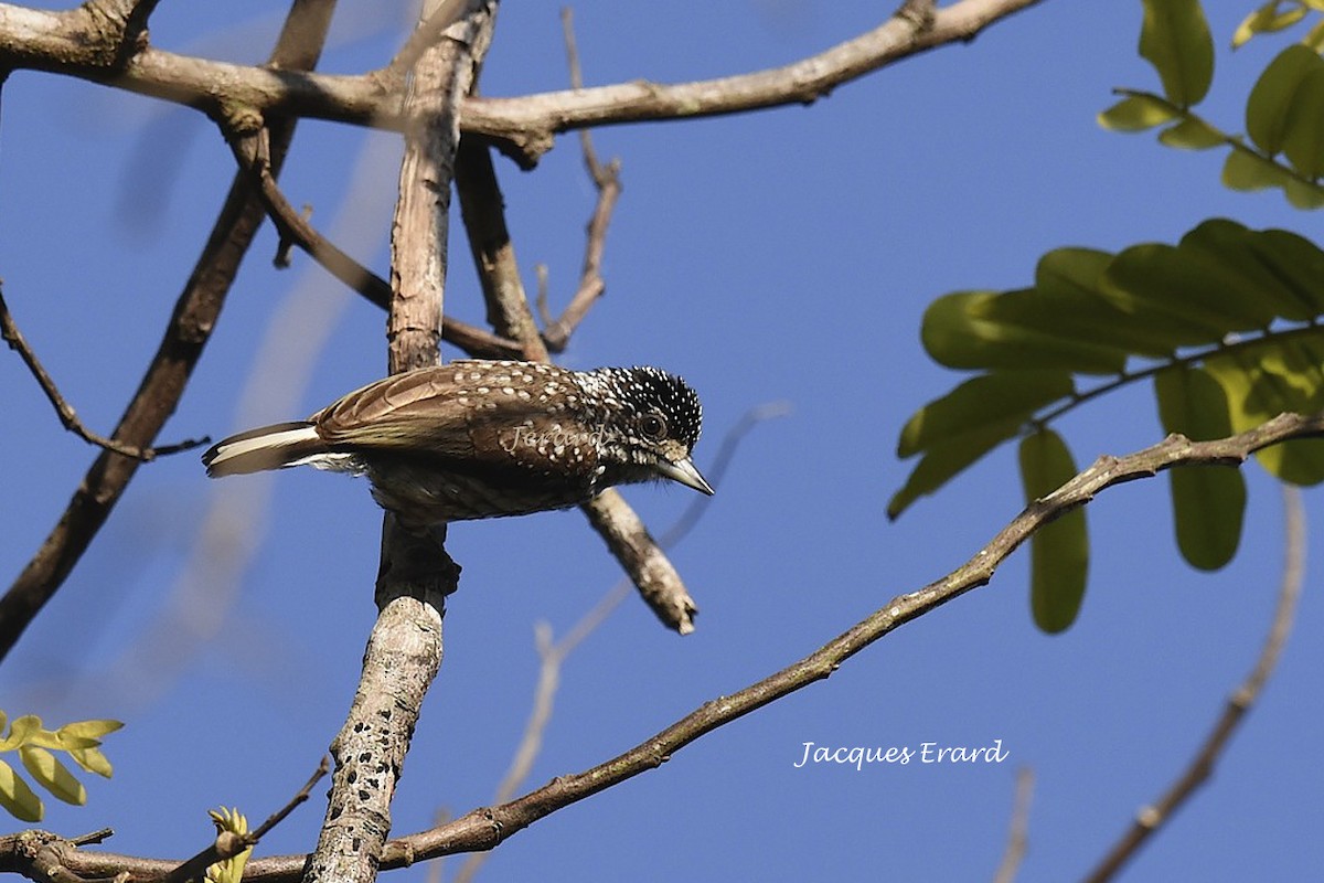 White-wedged Piculet - ML204504331