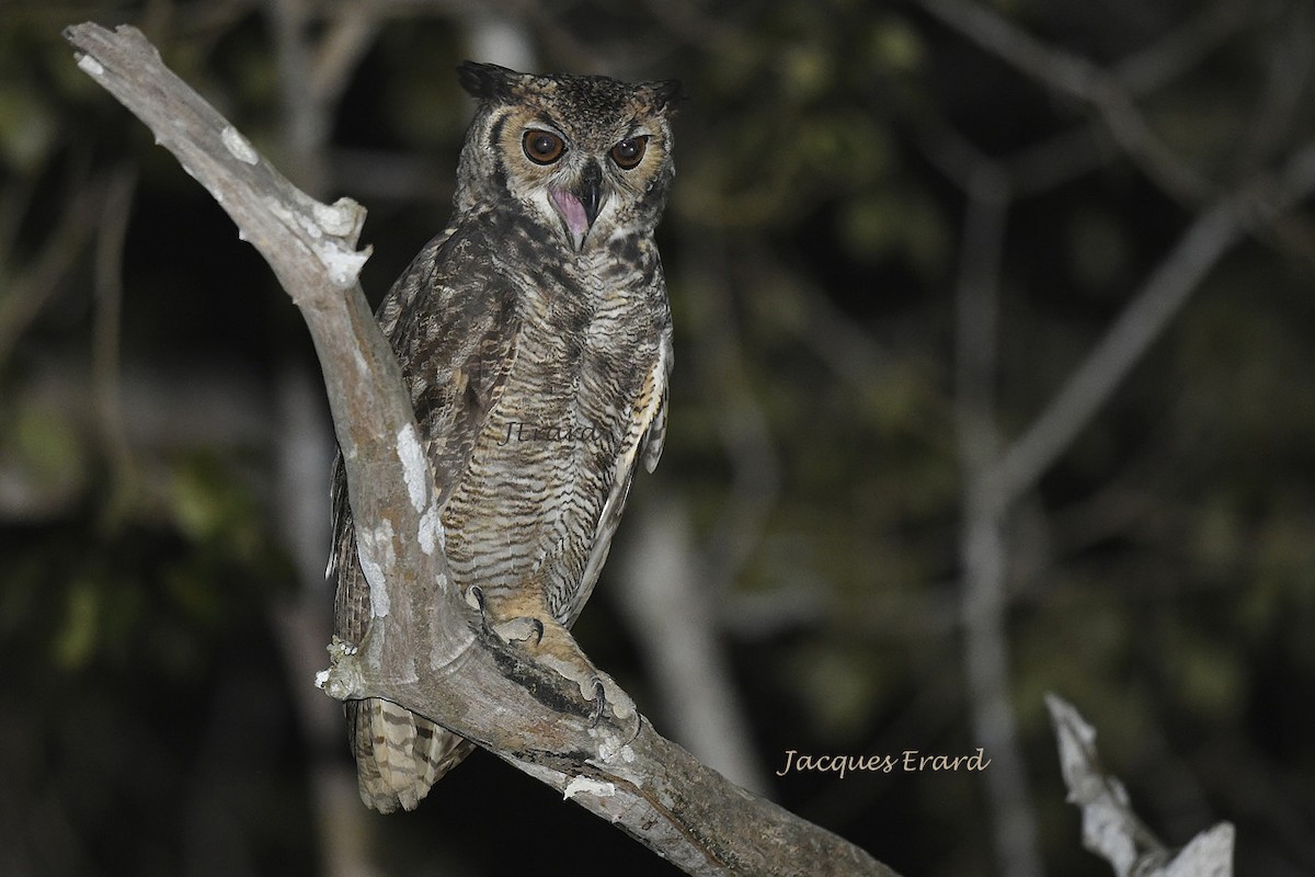 Great Horned Owl - Jacques Erard