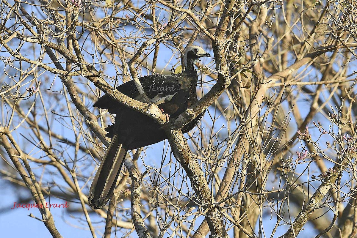 White-throated Piping-Guan - Jacques Erard