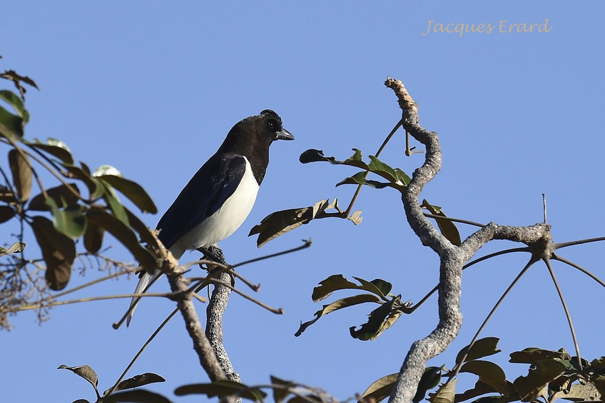 Curl-crested Jay - Jacques Erard