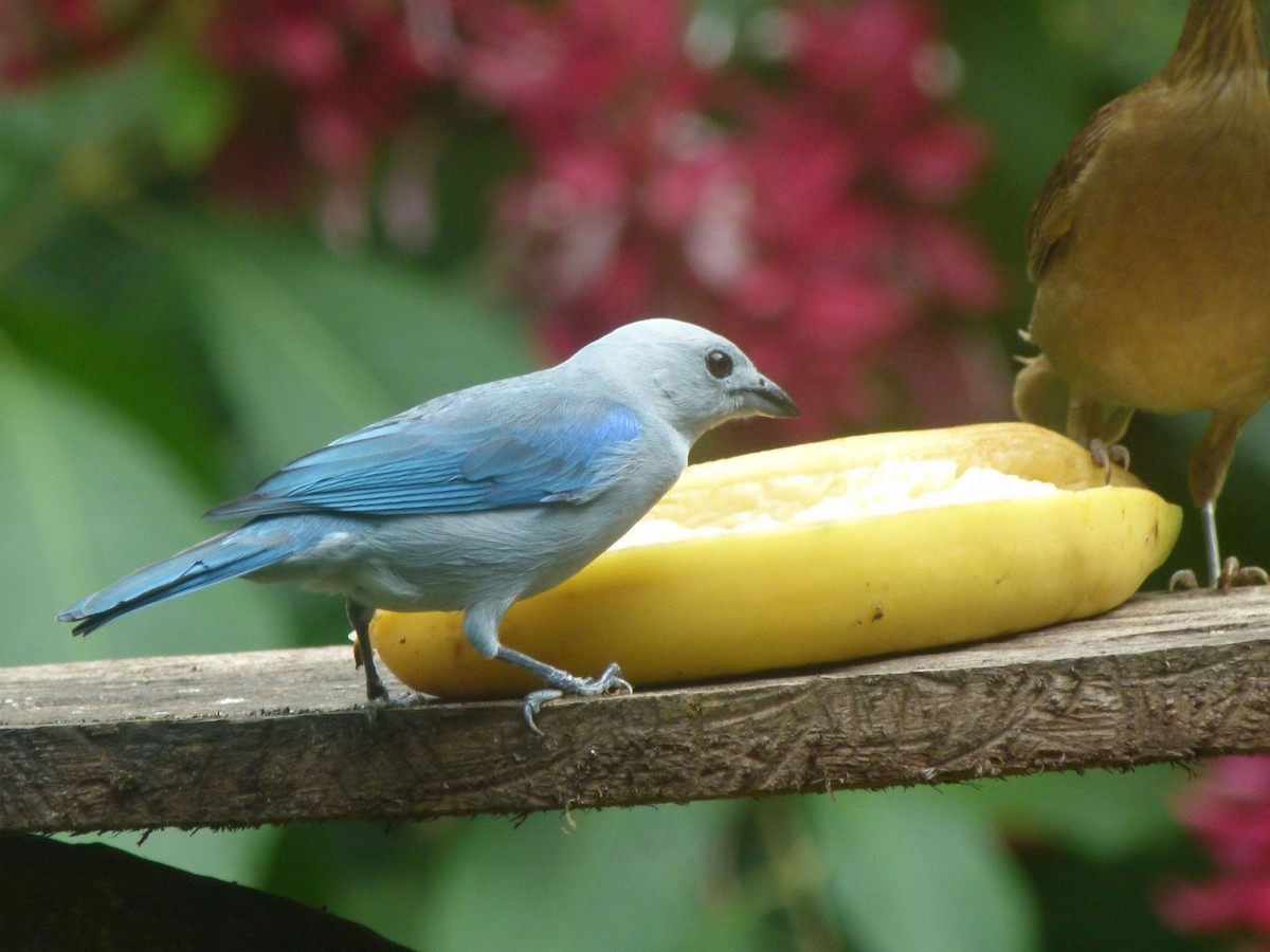 Blue-gray Tanager (Blue-gray) - ML204504591