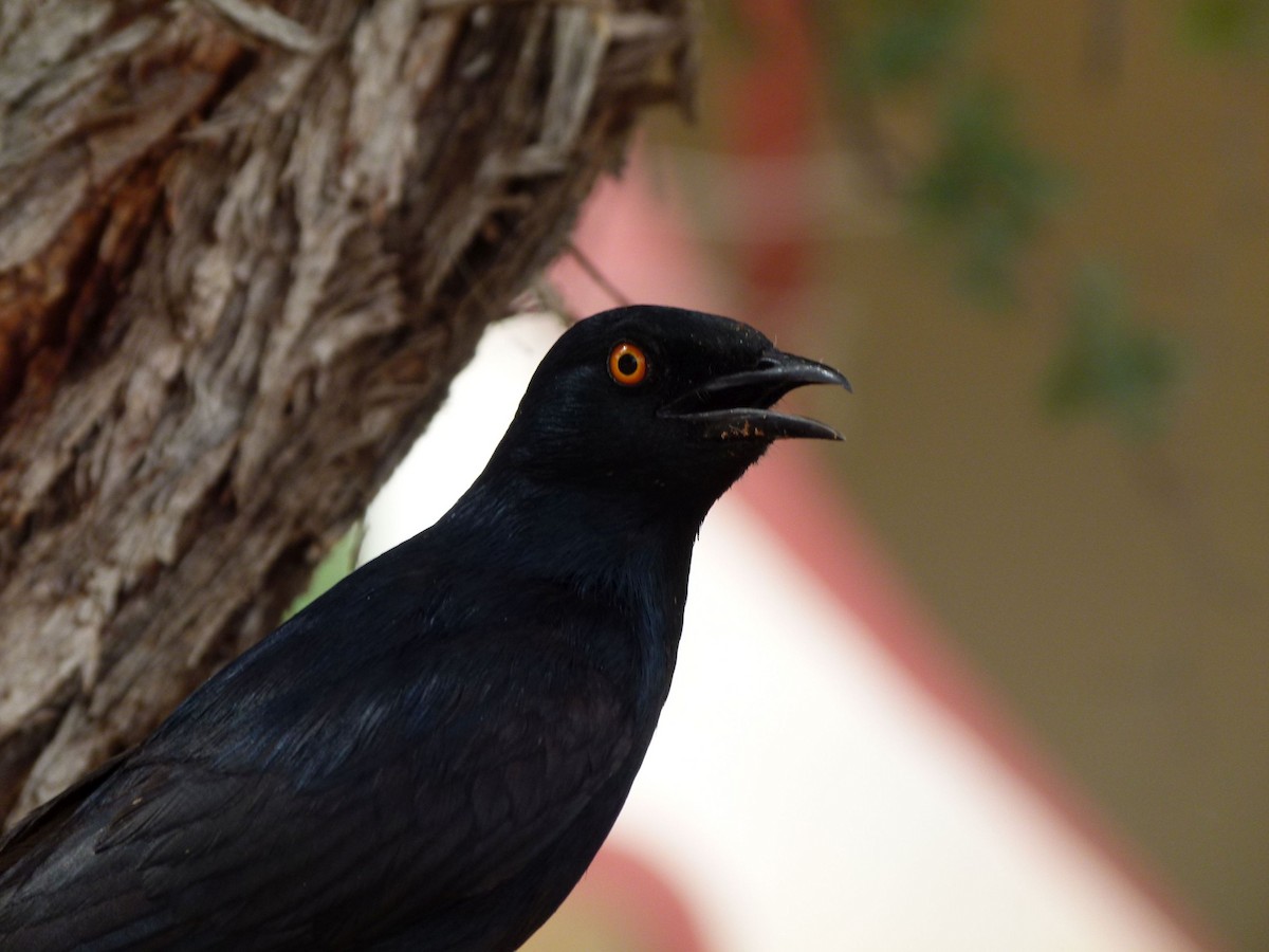 Pale-winged Starling - ML204504661