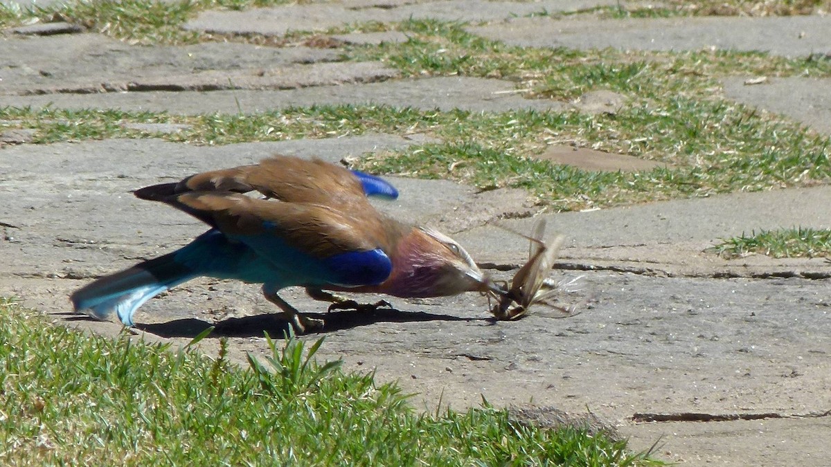 Lilac-breasted Roller (Lilac-breasted) - Harald Lermen